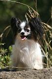 EPAGNEUL PAPILLON 182